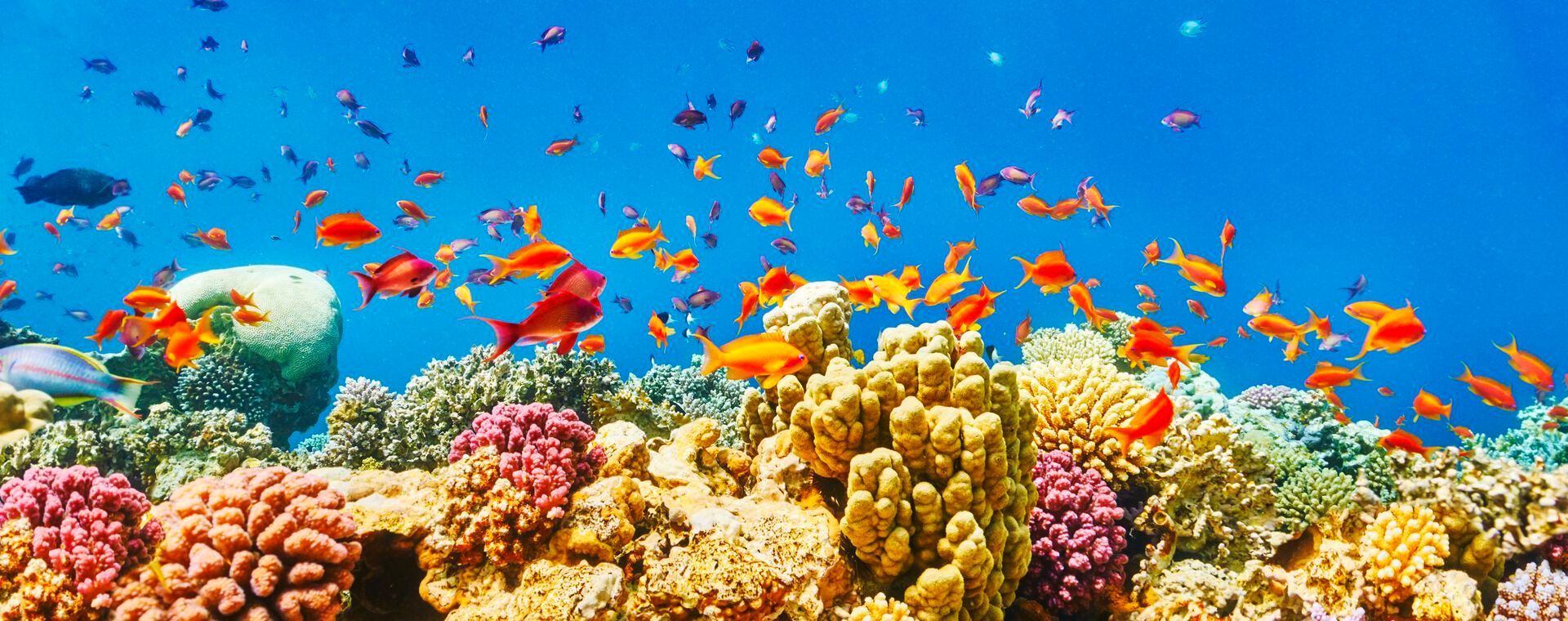Solymar Reef Marsa Resort – jetzt Restplätze im Winter sichern!