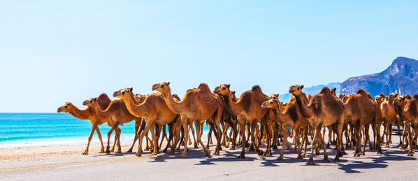 Kamele am Strand von Oman