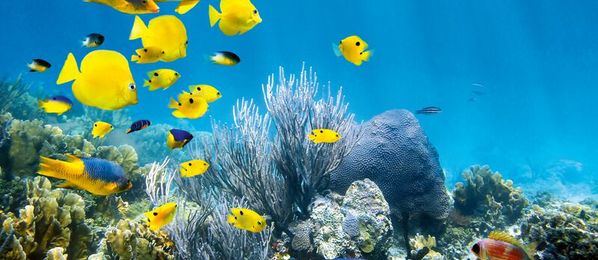 Unterwasser Korallenriff mit Fische