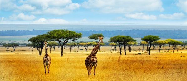 Giraffen in den Nationalparks von Kenia