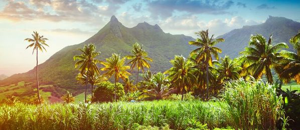 Zuckerrohrfelder und Berge auf Mauritius