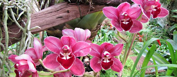 Orchideen in der Natur