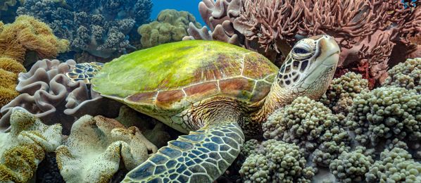 Meeresschildkröte Unterwasser