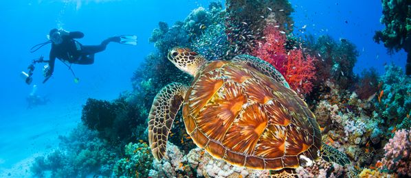 Meeresschildkröte Unterwasser